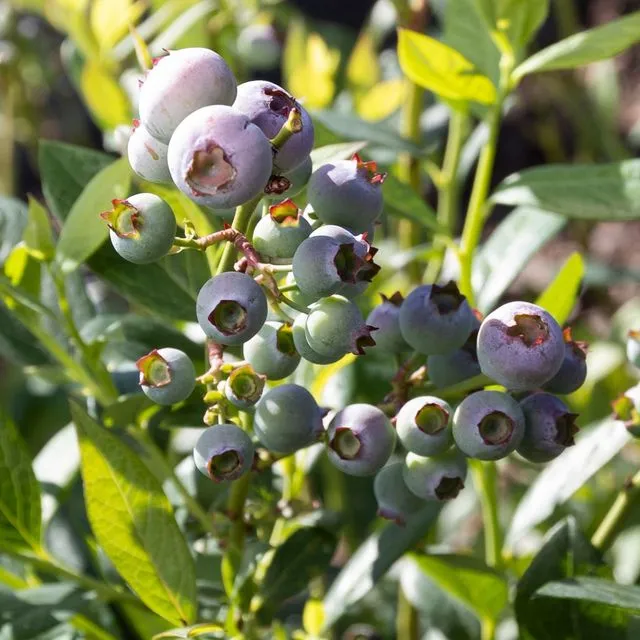 thumbnail for publication: 2024 Florida Blueberry Integrated Pest Management Guide